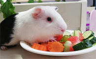 荷兰猪可以吃什么食物