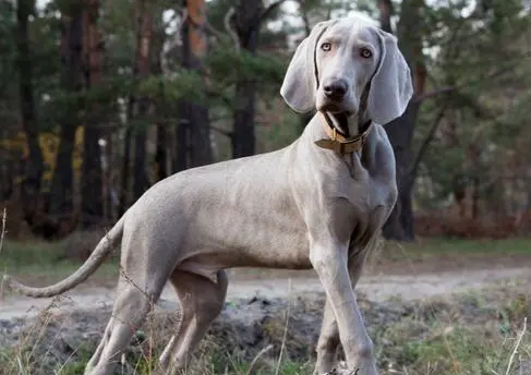 一文告诉你，怎么养威玛猎犬？