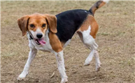 比格犬攻击性强吗