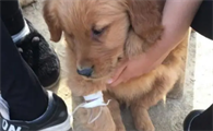 狗拉血打什么针