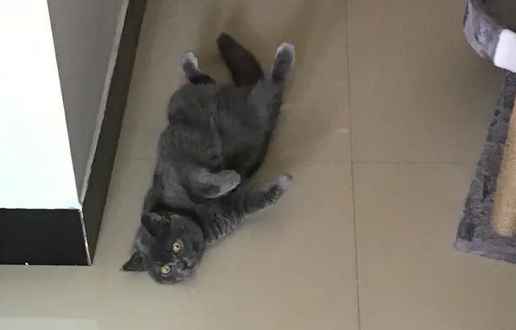蓝猫拉稀怎么办，一定要对症下药！
