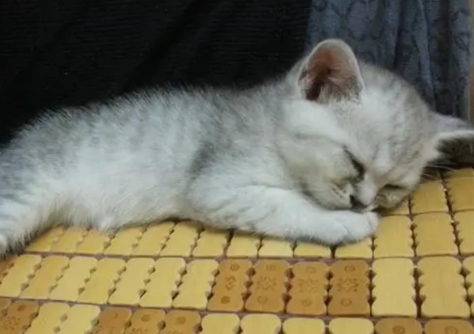 猫咪为什么喜欢侧卧睡觉呢 猫咪为什么喜欢侧卧睡觉呢