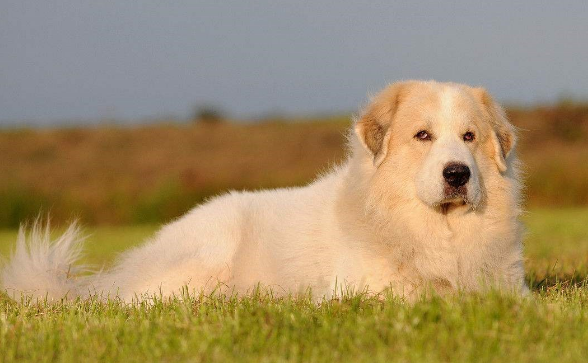 大白熊犬的被毛属于什么毛质