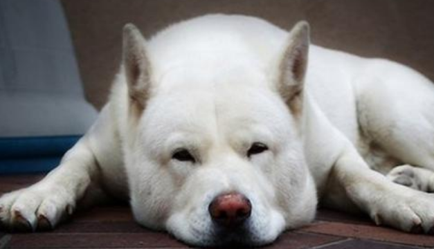 狗狗大便有一层膜包住还恶臭