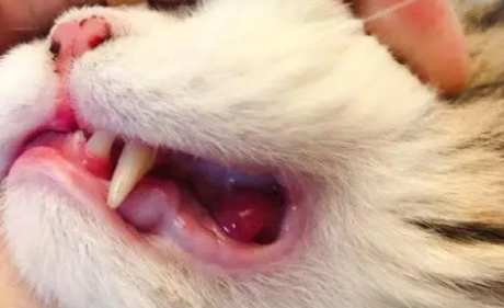 猫咪溃疡为什么反复长期不好