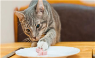 为什么猫咪不吃人的食物呢