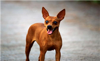 小鹿犬为什么没人养