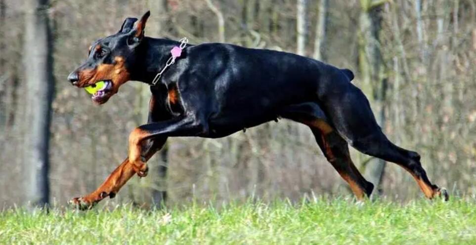 杜宾是烈性犬吗?应该怎么样训练? 杜宾是烈性犬吗?应该怎么样训练?