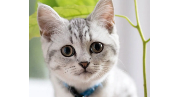 猫的眼睛颜色等级