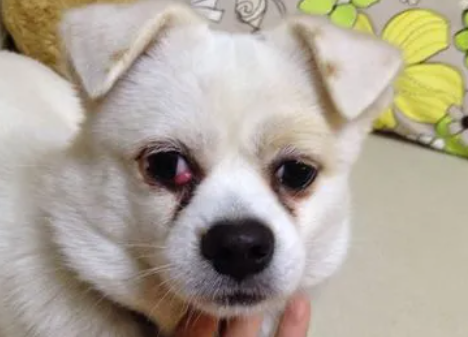 为什么狗狗眼角长小包呢 为什么狗狗眼角长小包呢