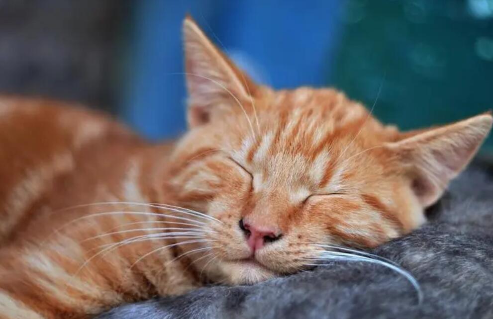 猫咪为什么要困死了 猫咪为什么要困死了