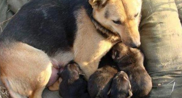 中华田园犬怀孕吃什么？