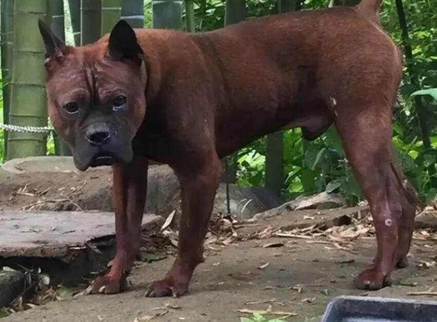 川东猎犬性格怎样?让你为之惊叹的川东猎犬 川东猎犬性格怎样?让你为之惊叹的川东猎犬