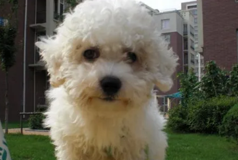 比熊犬怎么洗澡？怎么帮它洗澡？