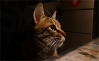 我来告诉你,狸花猫为什么怕冷?