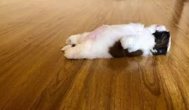 后狗狗为什么刨地板睡觉呢