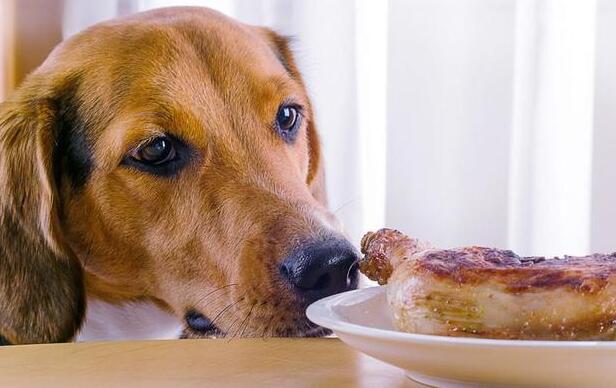 狗吃肉吃多了拉稀怎么办