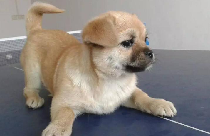 中华田园犬什么东西不能吃?哪些食物禁止喂食? 中华田园犬什么东西不能吃?哪些食物禁止喂食?