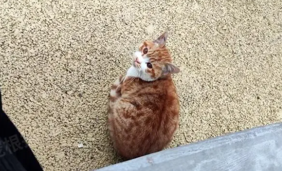 被人伤害过的流浪猫，依然选择信任人类，拖着残腿和人求助