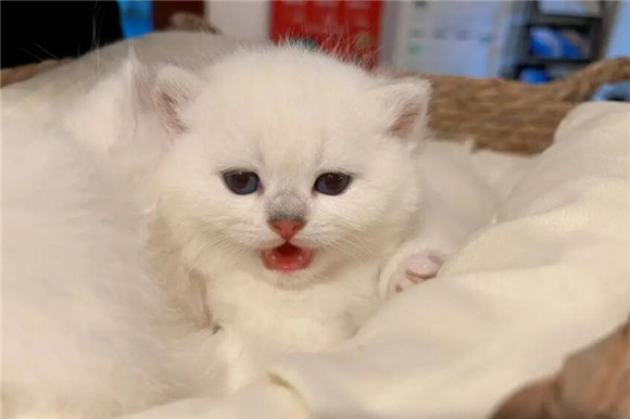 猫咪为什么会蹭人脸上呢
