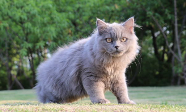 高地长毛猫容易生病吗