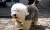 古牧犬哪里有卖的