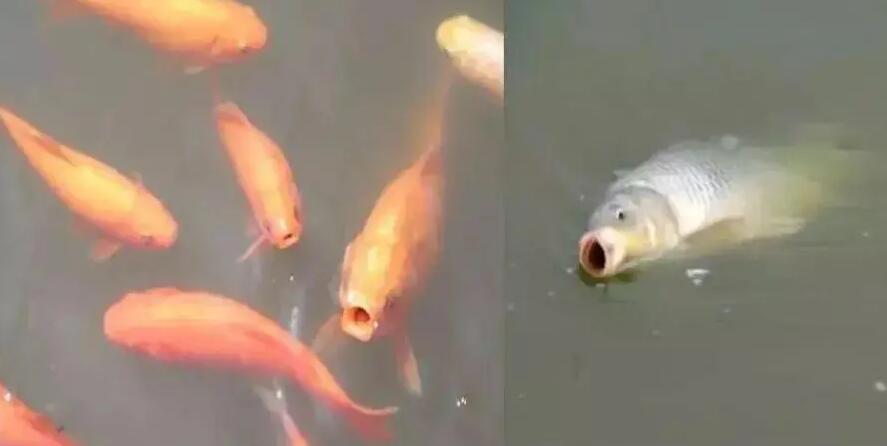 鱼缺氧几个小时会死