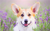 小型家养宠物犬有哪些