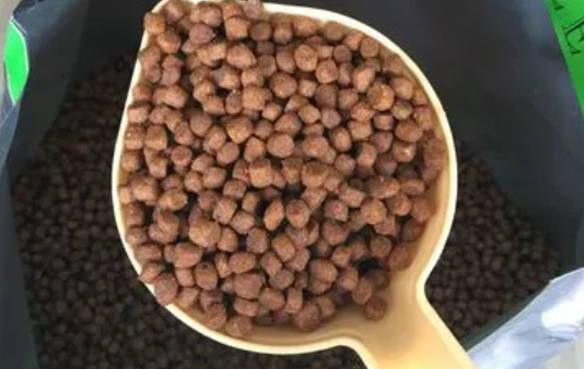 猫明明很饿为什么不吃猫粮