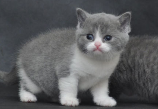 英国短毛猫注意事项