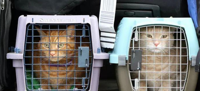猫咪飞机托运很痛苦吗 猫咪飞机托运很痛苦吗