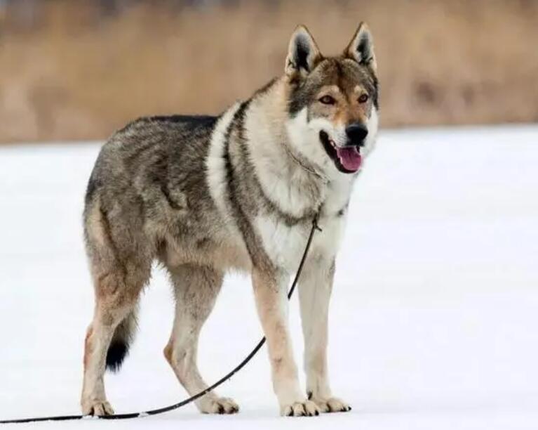 捷克狼犬耳朵怎么清洁？简单易做