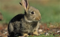 兔子放在阳光地方还是阴