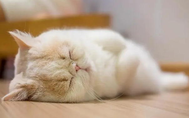 猫咪为什么能睡得安稳一点 猫咪为什么能睡得安稳一点