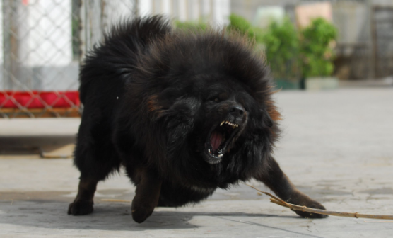 男童被藏獒咬伤脖子 男童被藏獒咬伤脖子