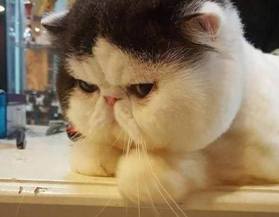 猫咪体型太丰满,主人想着剃毛能显小点,结果没想到反而更胖了! 猫咪体型太丰满,主人想着剃毛能显小点,结果没想到反而更胖了!