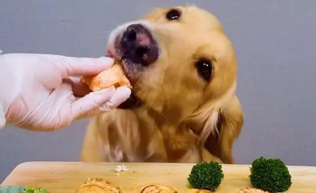 狗可不可以吃三文鱼
