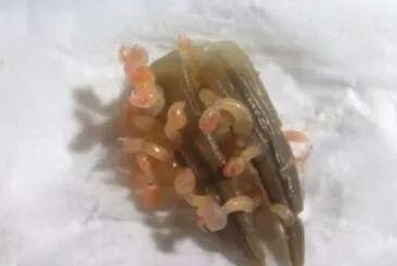 飞蟹前爪子会有寄生虫吗