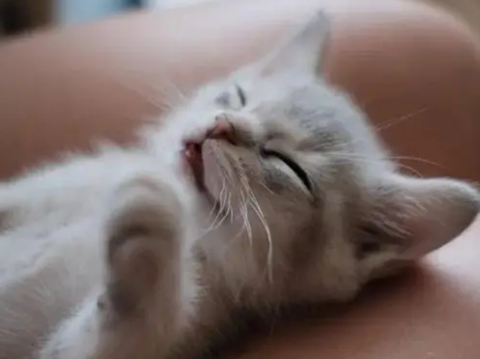 猫咪鼻子为什么老是呼噜呼噜的