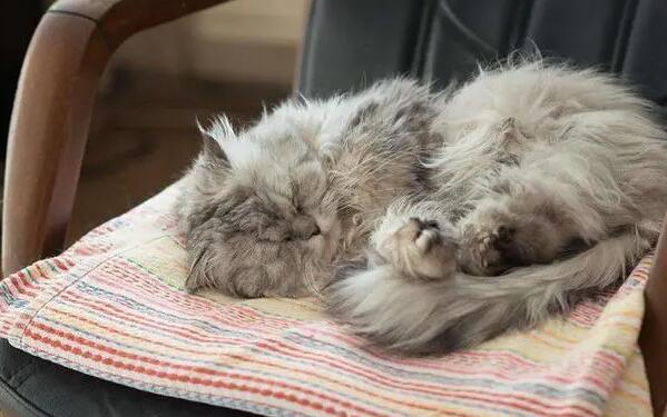 猫咪为什么爱抓地板睡觉
