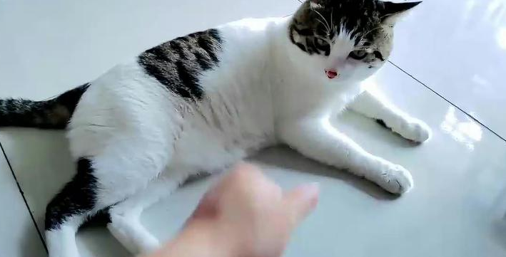 猫咪为什么不服主人了怎么回事
