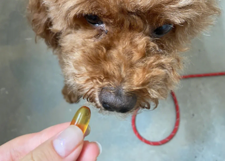 宠物鱼油最好的三大品牌是