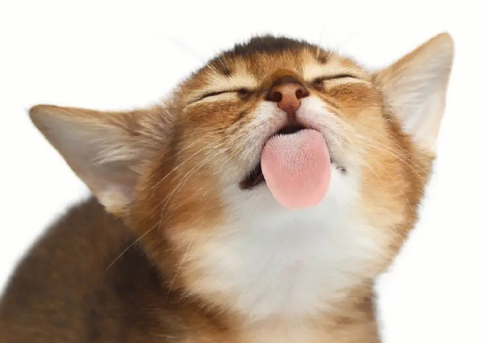 猫咪为什么张嘴吐舌头