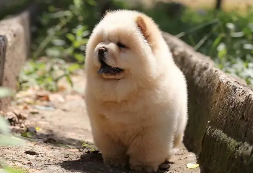 纯种松狮犬多少钱一只 纯种松狮犬多少钱一只
