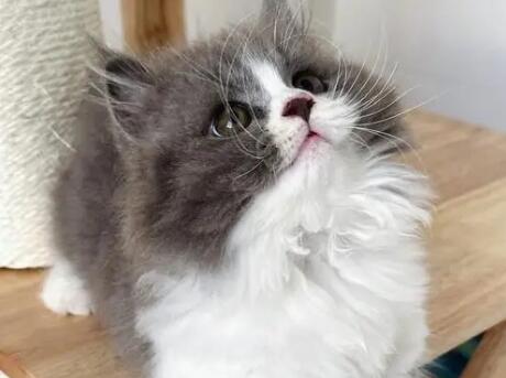 猫咪为什么喜欢娃娃的声音啊