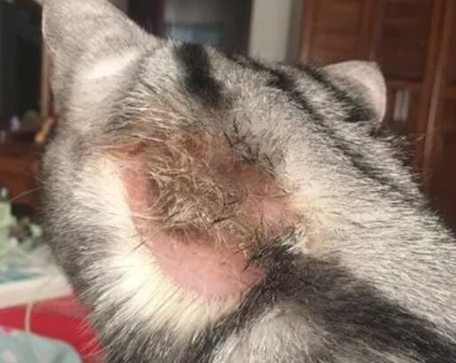 猫癣是什么样的初期症状图片