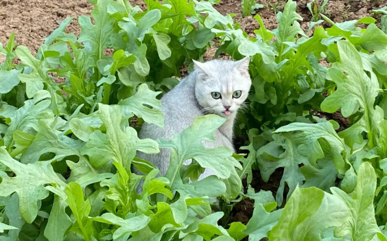 猫咪为什么总是摘菜呢 猫咪为什么总是摘菜呢