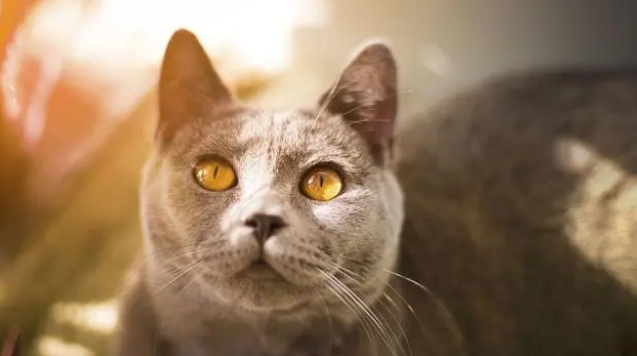 把猫打死了坐牢吗 把猫打死了坐牢吗