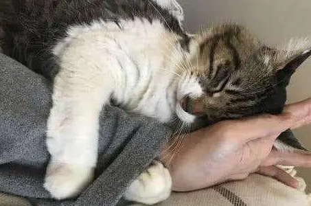 猫咪突然非常粘人预示着什么