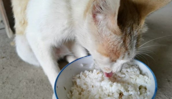 农村猫吃米饭不吃猫粮